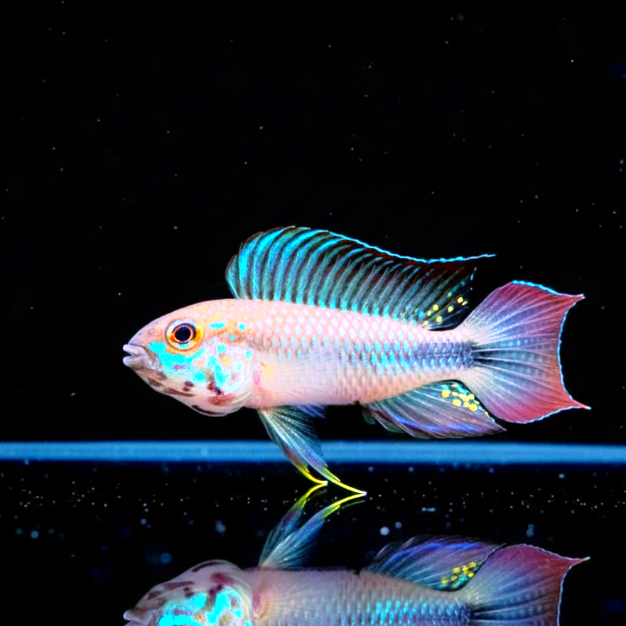 Apistogramma flabellicauda – Der seltene Fächer-Schwanz-Zwergbuntbarsch