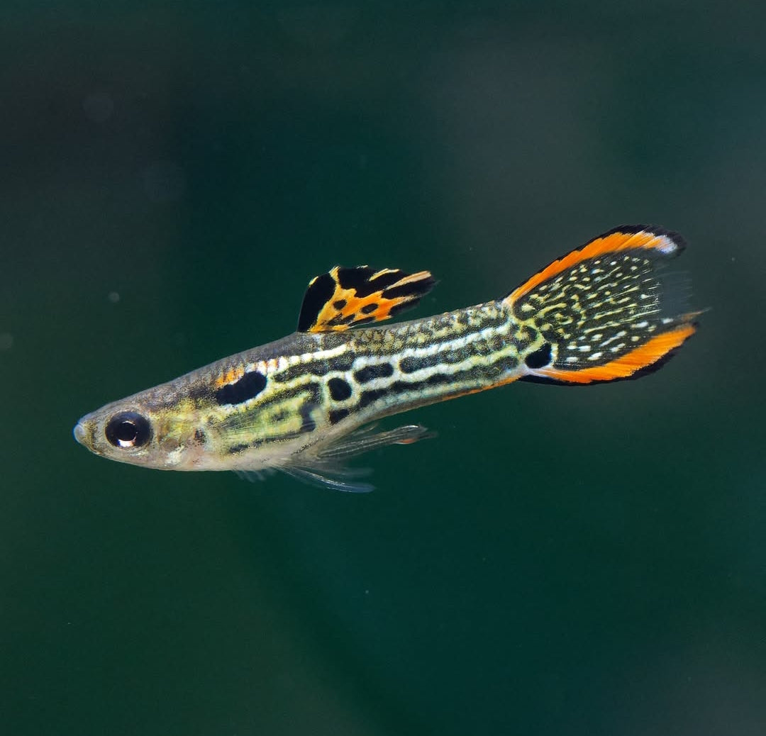 Poecilia wingei Endler – Green Tiger King Cobra 🐍💚🐯