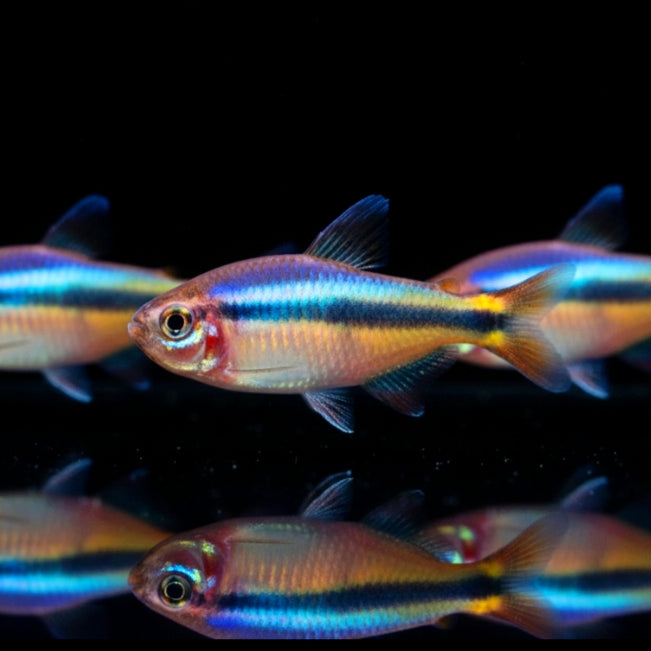 Feuerrücken-Schwarzbandsalmler – Hyphessobrycon melanostichos