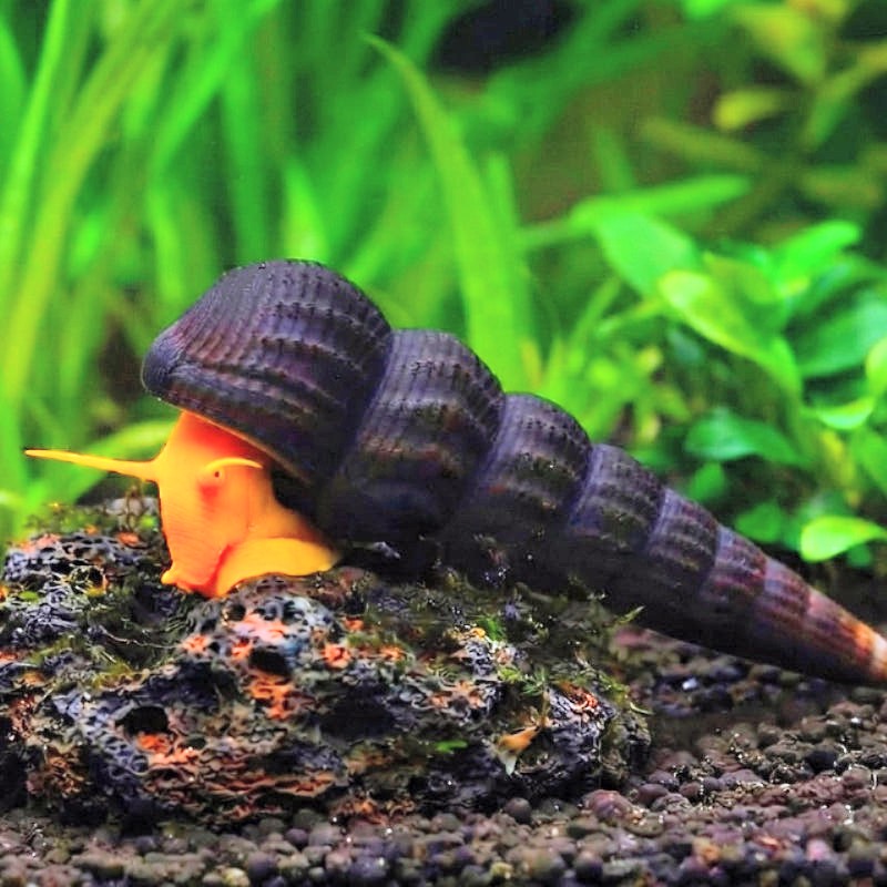 Tylomelania Orange - 🧡Felsenschnecke 5-8 cm groß