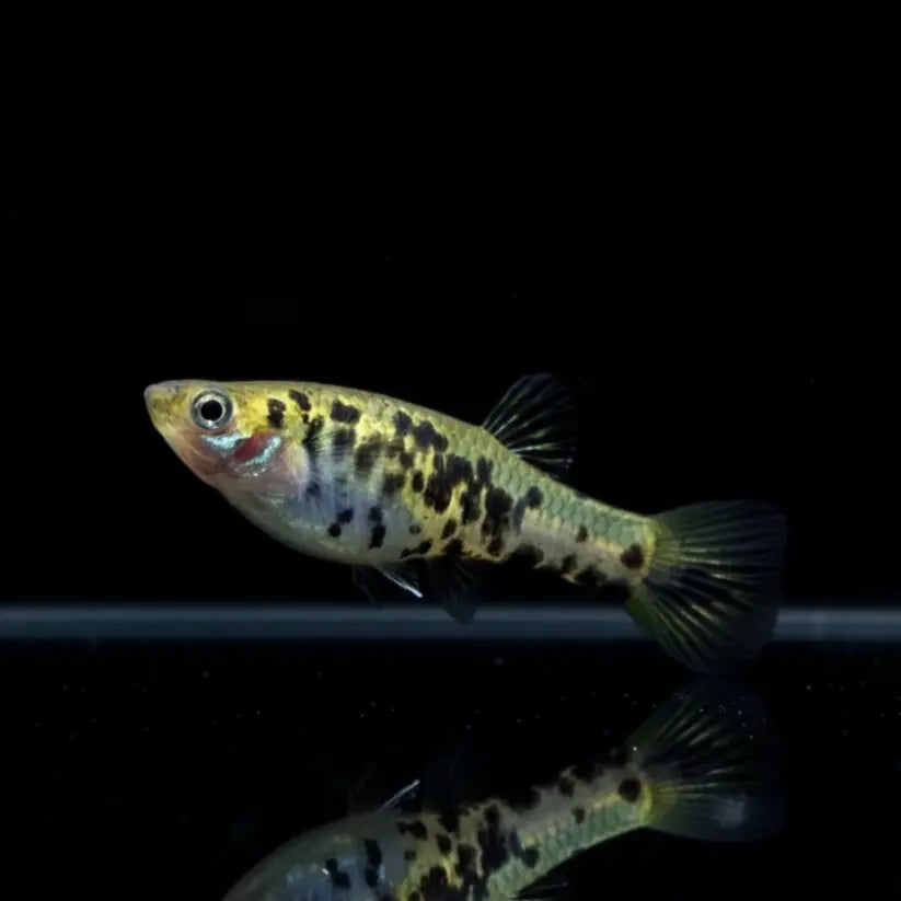 Augenfleckkärpfling – Poecilia vivipara 👁️🐟 AquaTimo