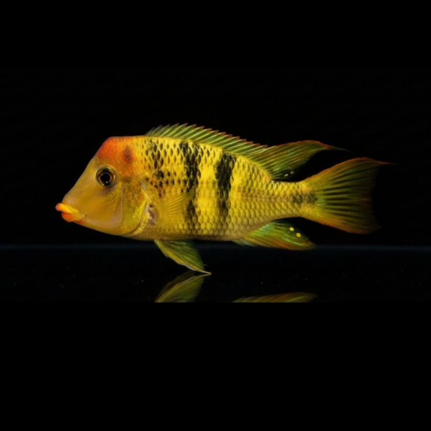 Pellegrins Erdfresser – Geophagus pellegrini