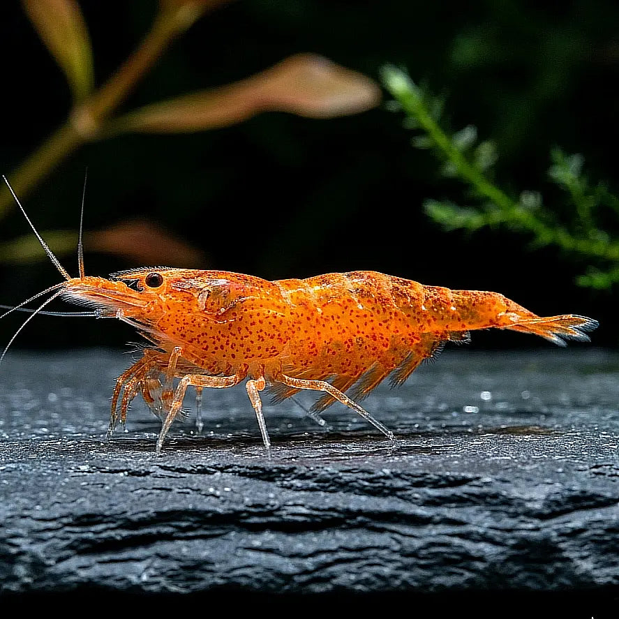 Caridina multidentata - Amanogarnele - Orange 🧡 AquaTimo