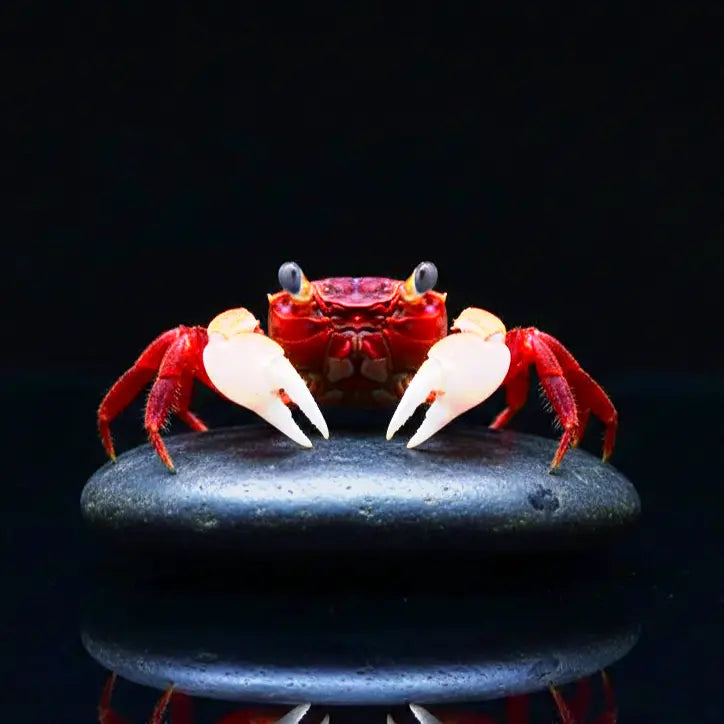 Vampirkrabbe „White Pearl“ AquaTimo