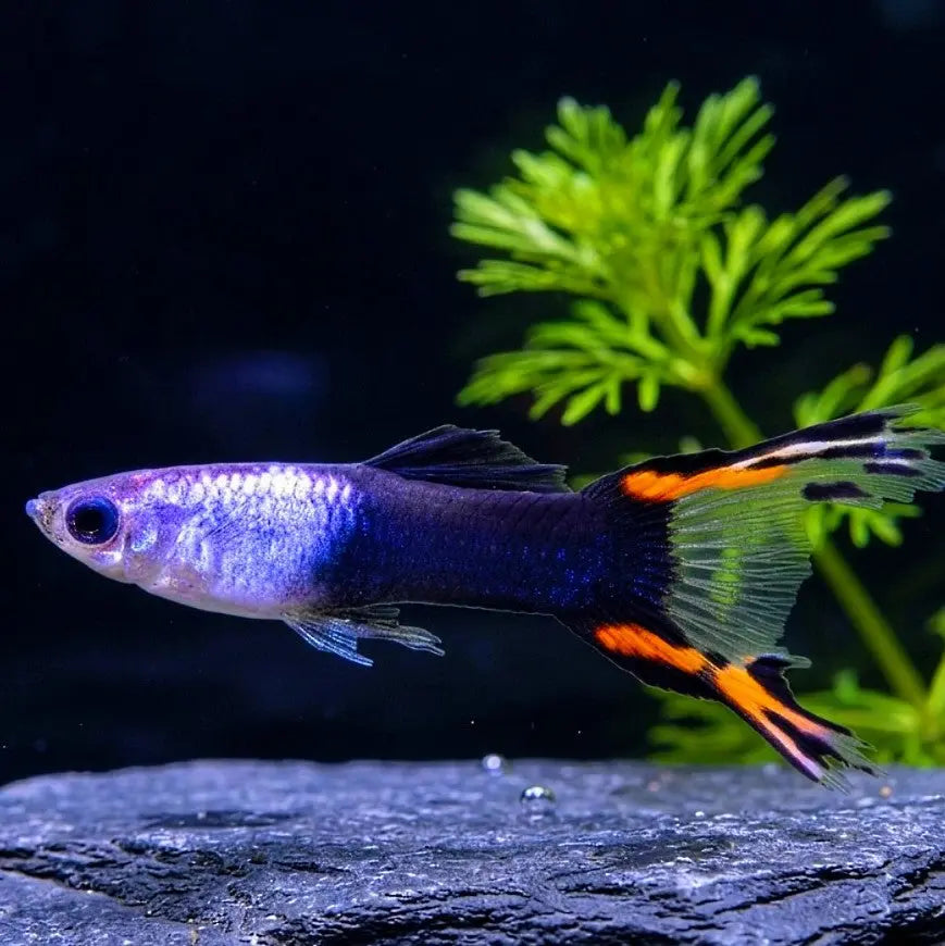 Guppy Endler Schwarzes Feuer AquaTimo