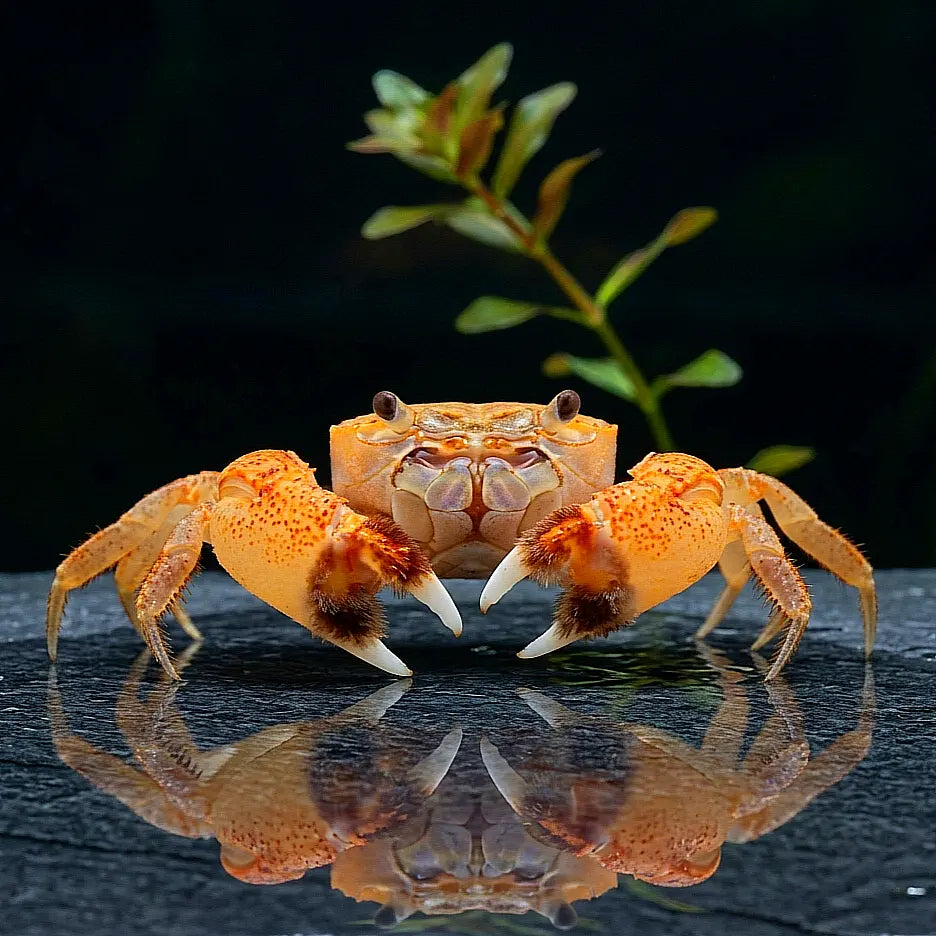 Unterwasserkrabbe „Pompom“ (Ptychognathus barbatus) AquaTimo
