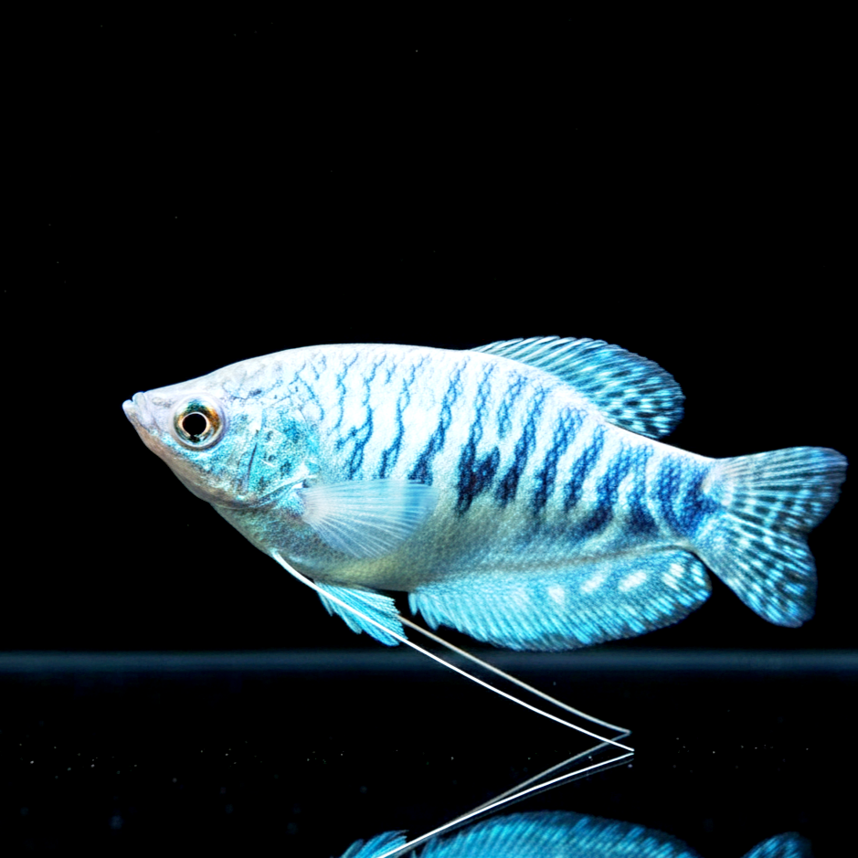 Trichogaster cosby – Blauer Mosaikfadenfisch 🐟🌊