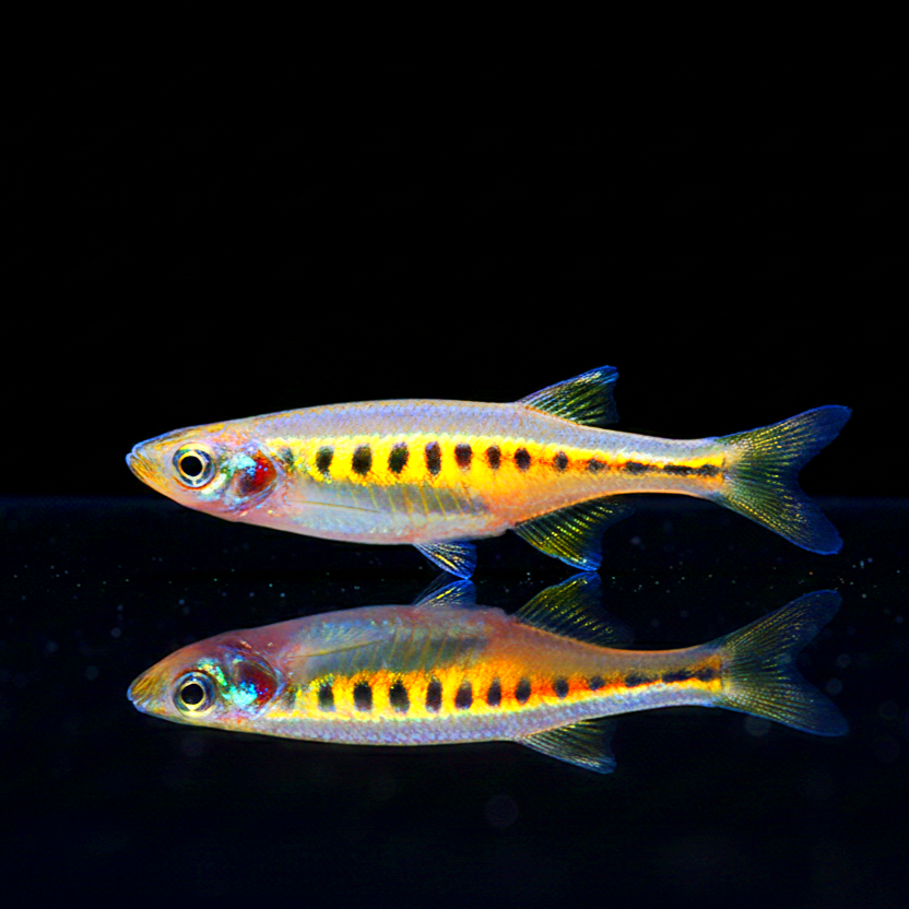 Inlé-See-Barbe – Inlecypris auropurpureum