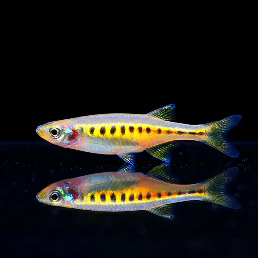 Inlé-See-Barbe – Inlecypris auropurpureum AquaTimo