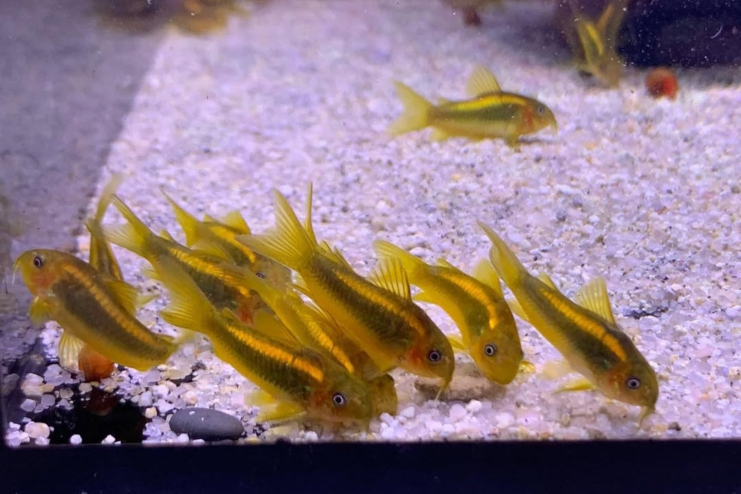 Metallpanzerwels „Gold Stripe“ – Corydoras aeneus var. „gold stripe“ ✨🐟 CW010