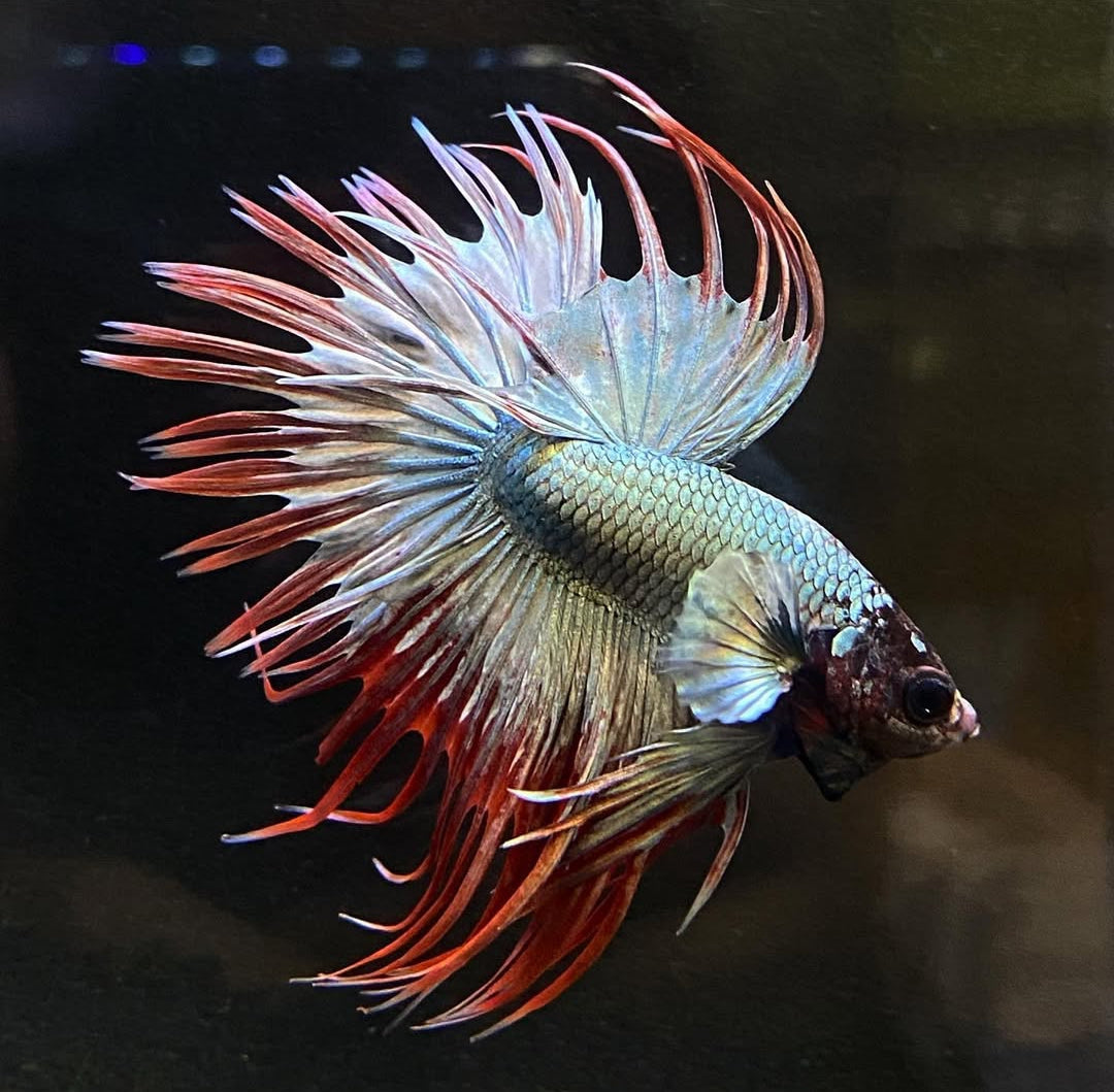 Betta splendens "Crowntail Mix" – Kampffisch mit auffälliger Strahlenflosse in verschiedenen Farbvarianten