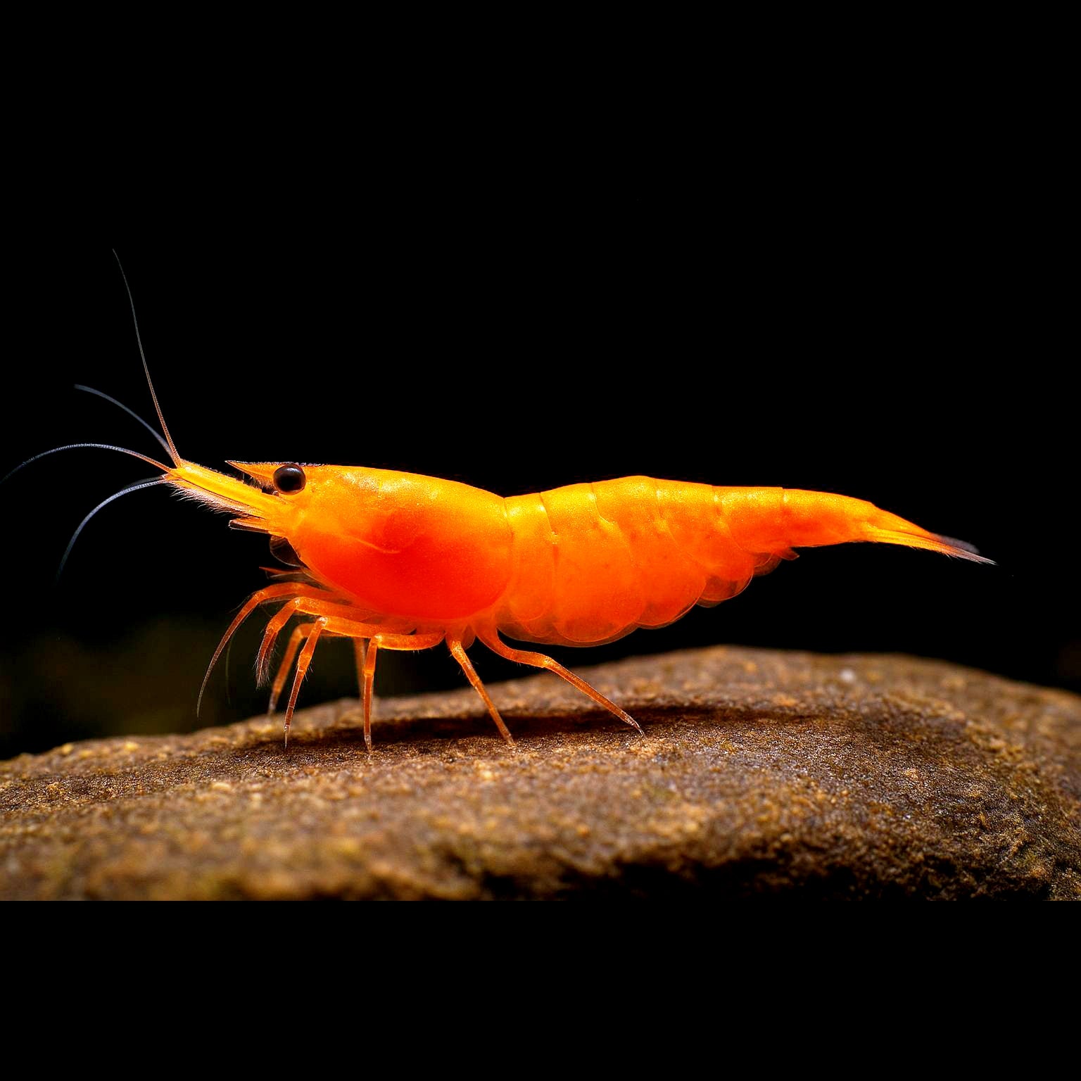 Neocaridina davidi - Orange Sakura Garnelen