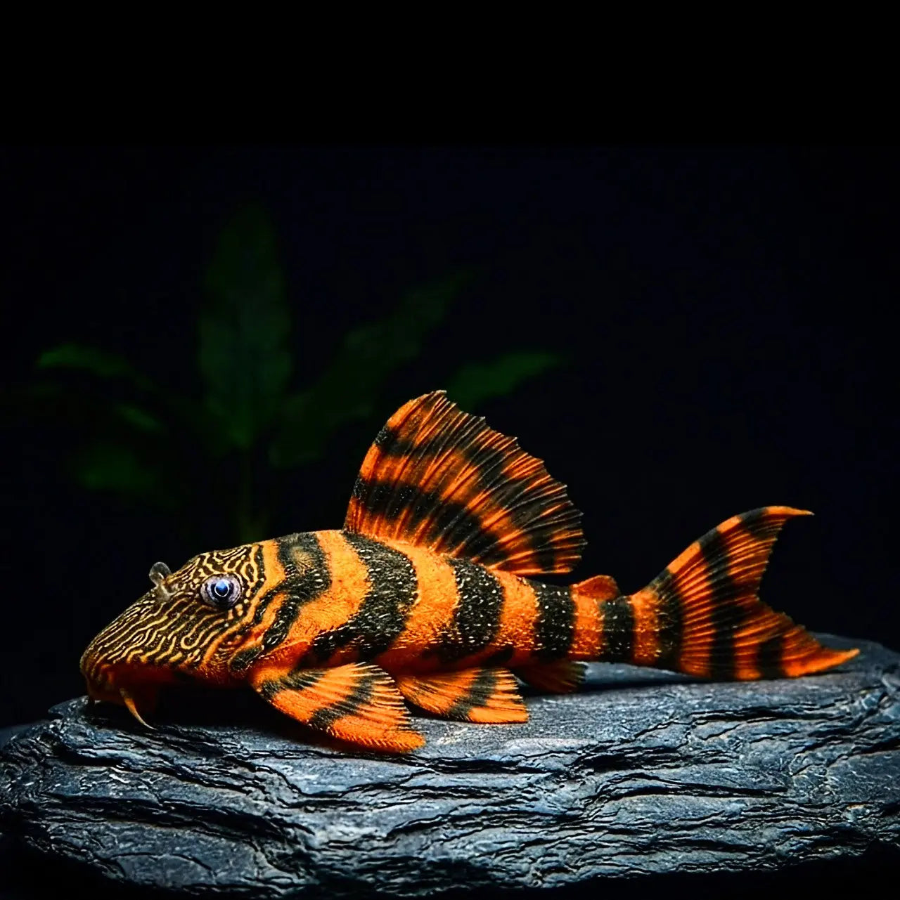 Alenquer Tigerharnischwels (L 397 - Panaqolus spec.) AquaTimo
