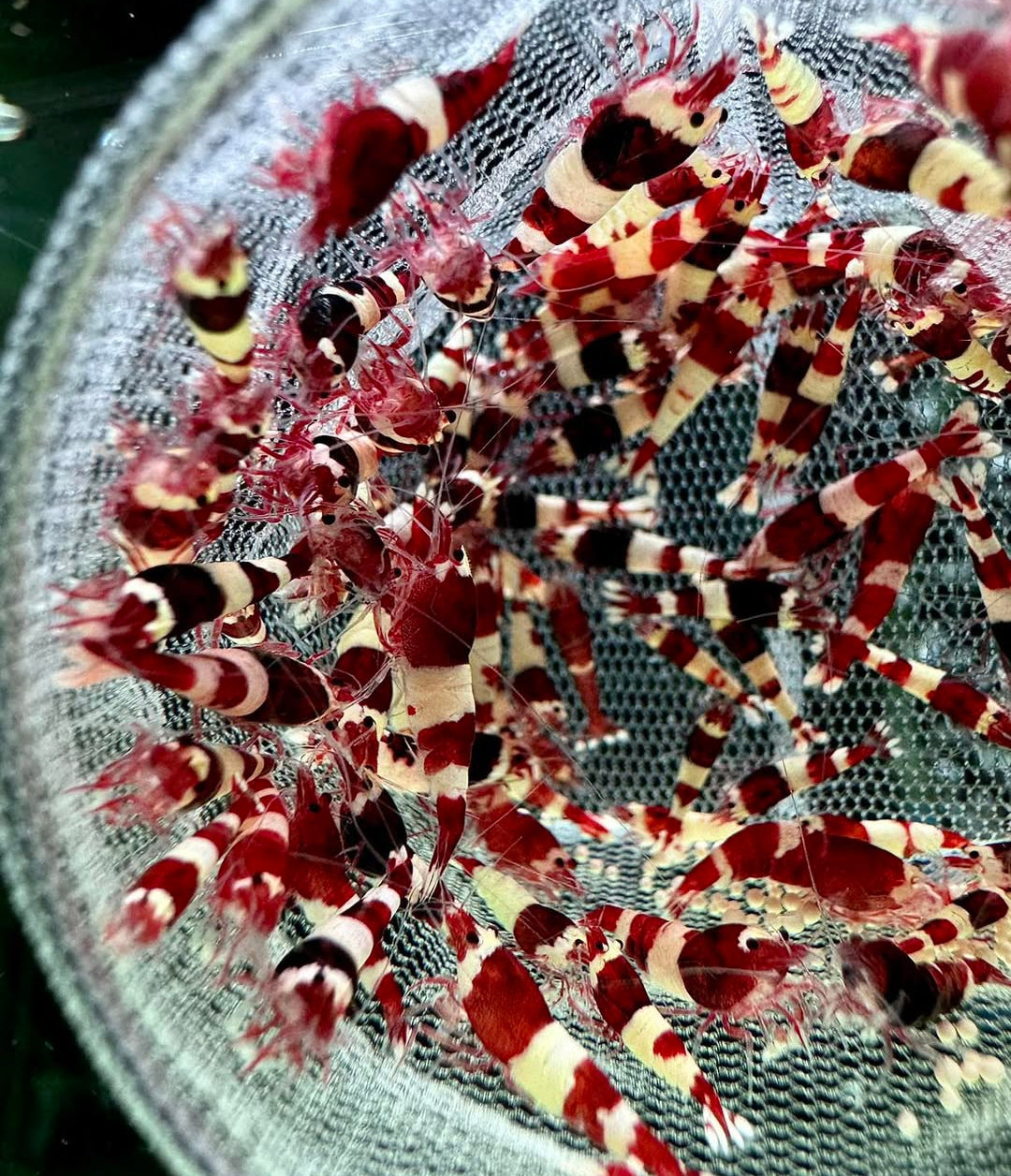 Caridina logemanni - Zwerggarnele "Kristal Red" K2-K4