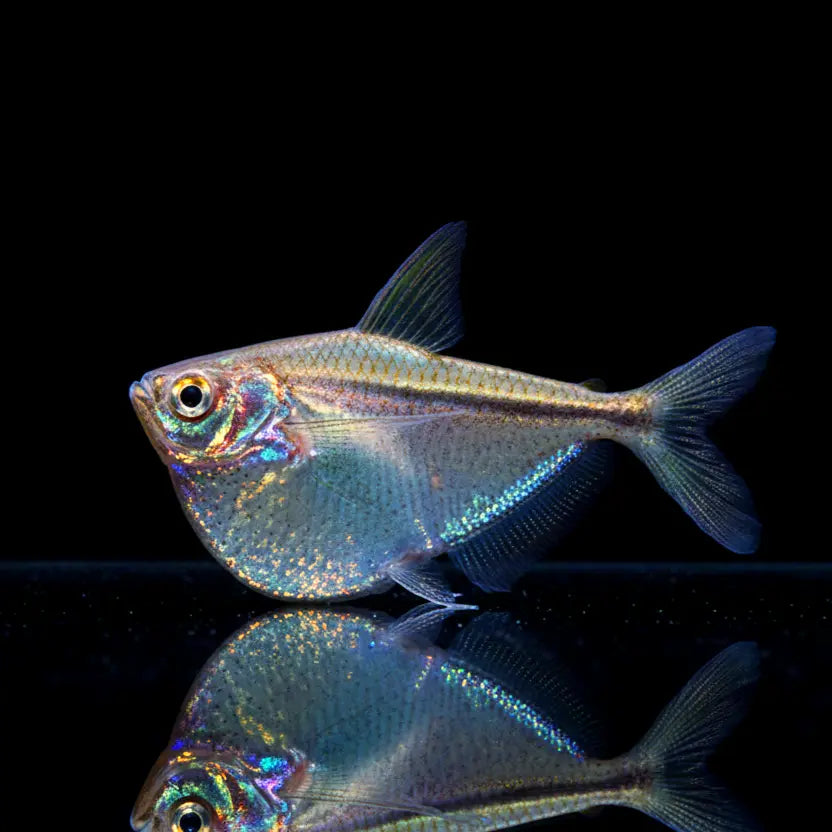 Silberbeilbauchsalmler – Gasteropelecus sternicla AquaTimo