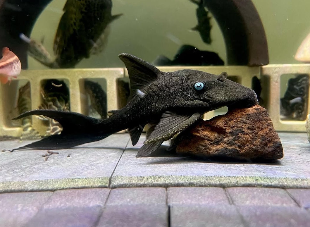 Blauaugen-Harnischwels – Panaque suttoni (Panaque suttonorum) 💙🐟  ca. 14-18 cm