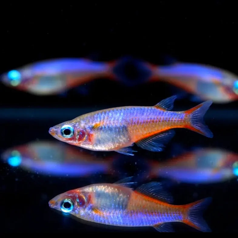 Neon Reisfisch - 💜 Oryzias woworae Blue Daisy - aus liebevoller Zucht Mein Shop