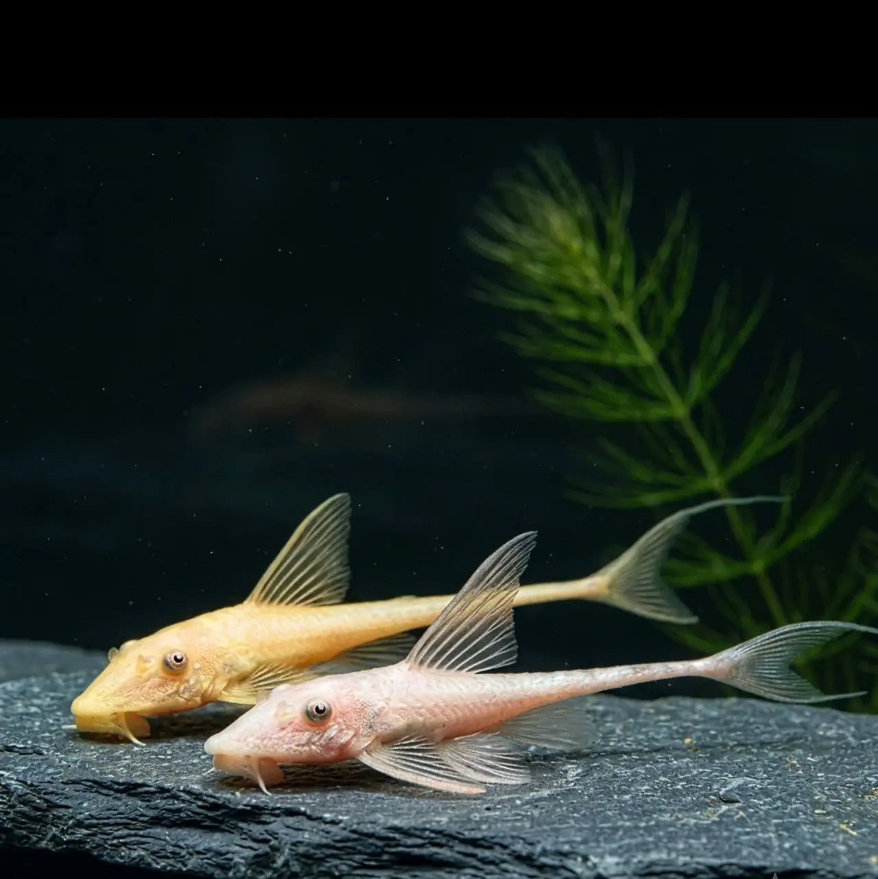 Goldener Fächerbartwels – Sturisoma aureum (Sturisomatichthys aureus) 🌿🐟 AquaTimo