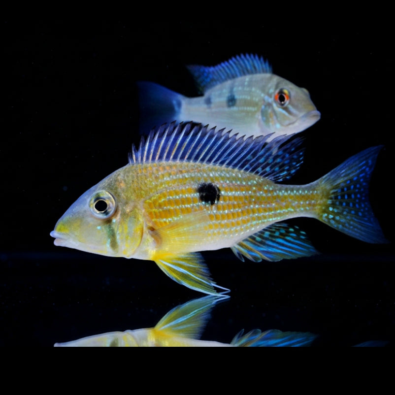 Gelbwangenstrich-Erdfresser – Geophagus taeniopareius