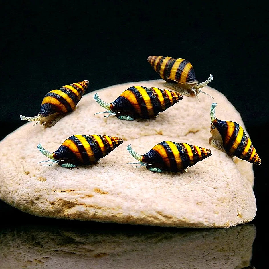 Clea helena (Anentome helena) - 💛 Raubschnecke AquaTimo