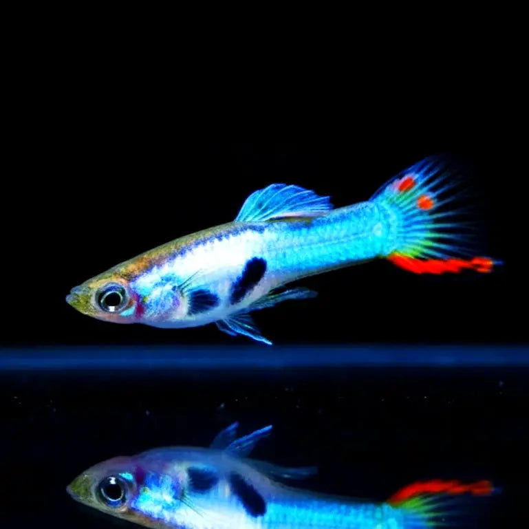 Endler Guppy "Japan Blue" – Poecilia wingei 💙🐠 AquaTimo