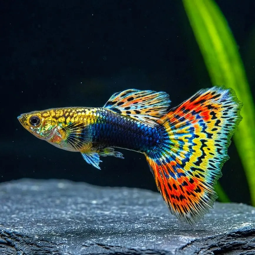 Hochzucht-Guppy - 💙❤️🧡💛 Wundertüte-Mix AquaTimo