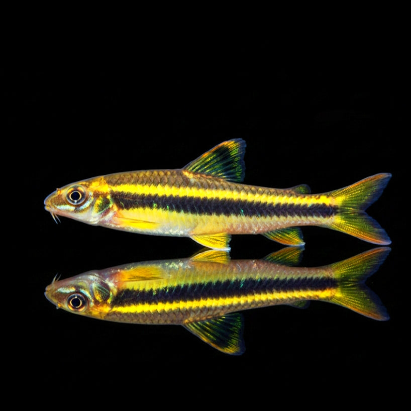 Längsbandalgenfresser – Garra taeniata (Garra cambodgiensis) 🐟🌱