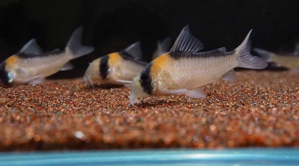Goldstirnpanzerwels – Corydoras adolfoi 🧡🐟