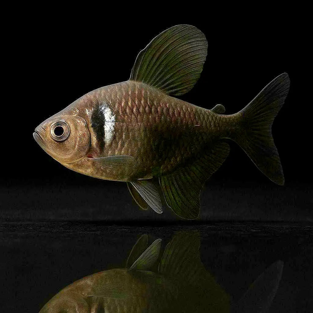 Hyphessobrycon megalopterus - Schwarzer Phantomsalmler AquaTimo