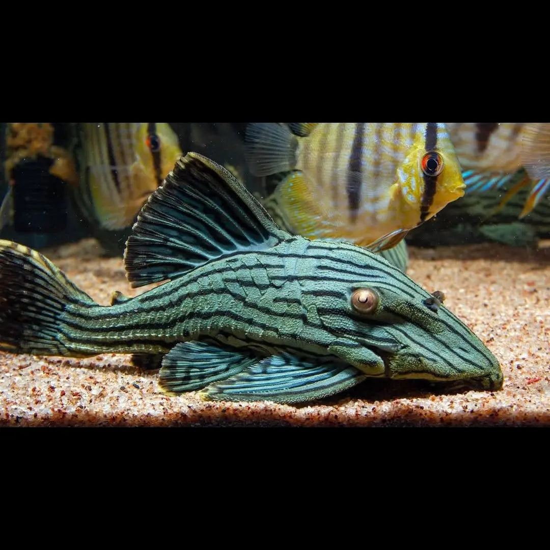 L190 Kaiser-Panaque – Panaque cf. nigrolineatus 👑🪵 AquaTimo