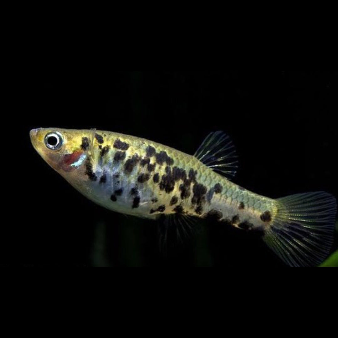 Augenfleckkärpfling – Poecilia vivipara 👁️🐟