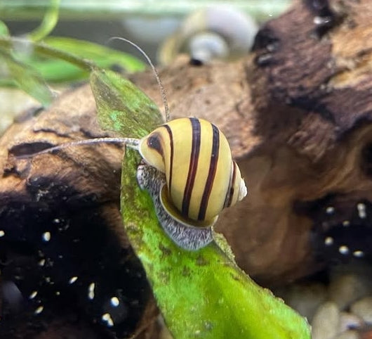 Zebra Apfelschnecke – Asolene spixi 🐌