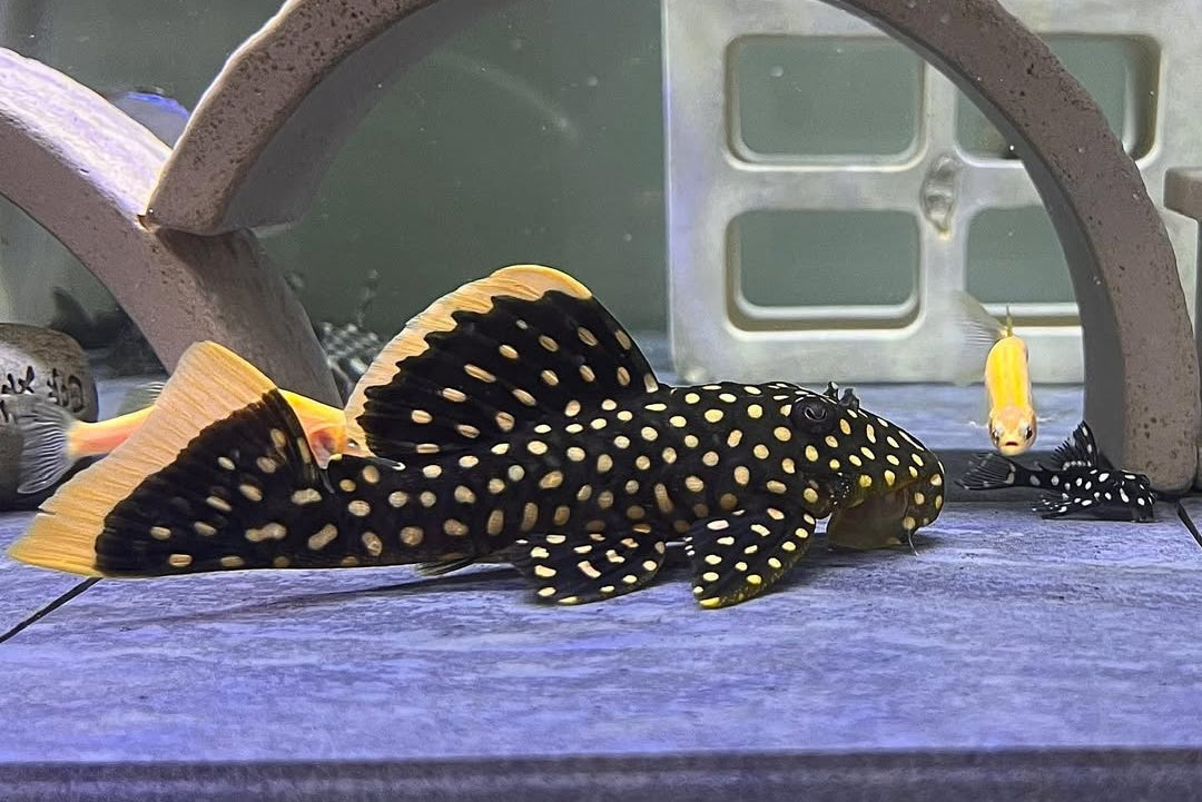 Gelbsaumwels L177 – Baryancistrus xanthellus 'L177' 🟡🐟  ca. 8-12 cm
