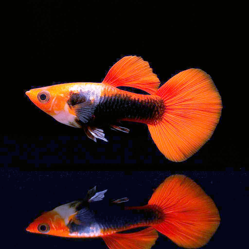 Hochzucht Guppy - Red Cap Tuxedo