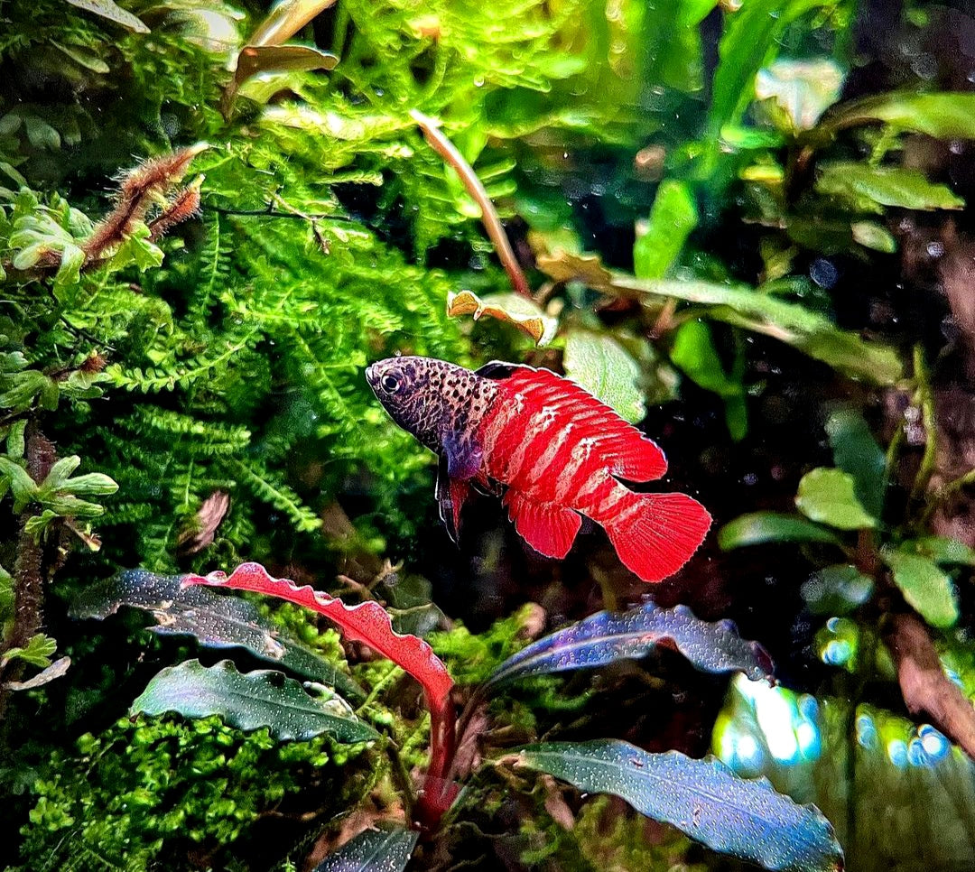 Zwergblaubarsch - "Black Tiger" Dario tigris