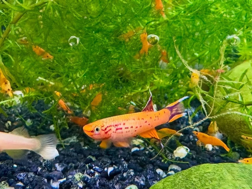 Kap Lopez Prachtkärpfling – aphyosemion australe 🐟🌿