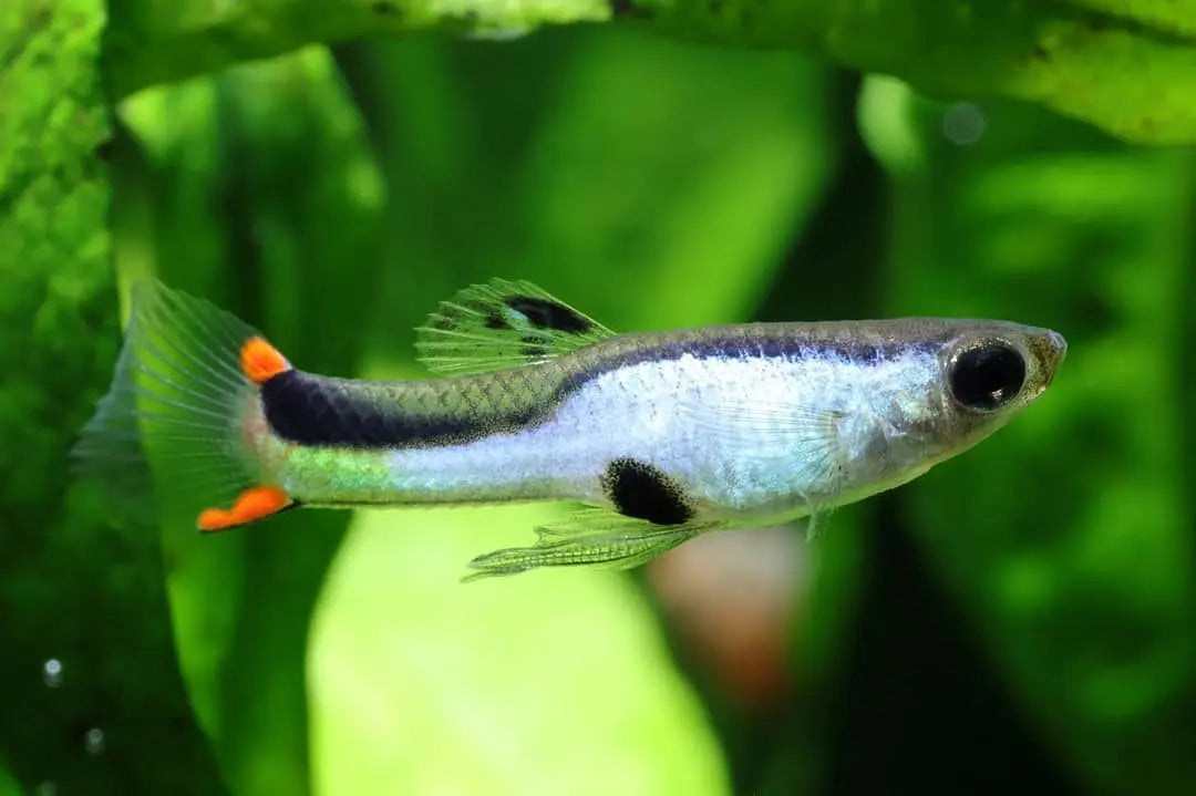 ✨ Guppy Wingei "Silverado" – Der glänzende Blickfang fürs Aquarium! ✨ AquaTimo
