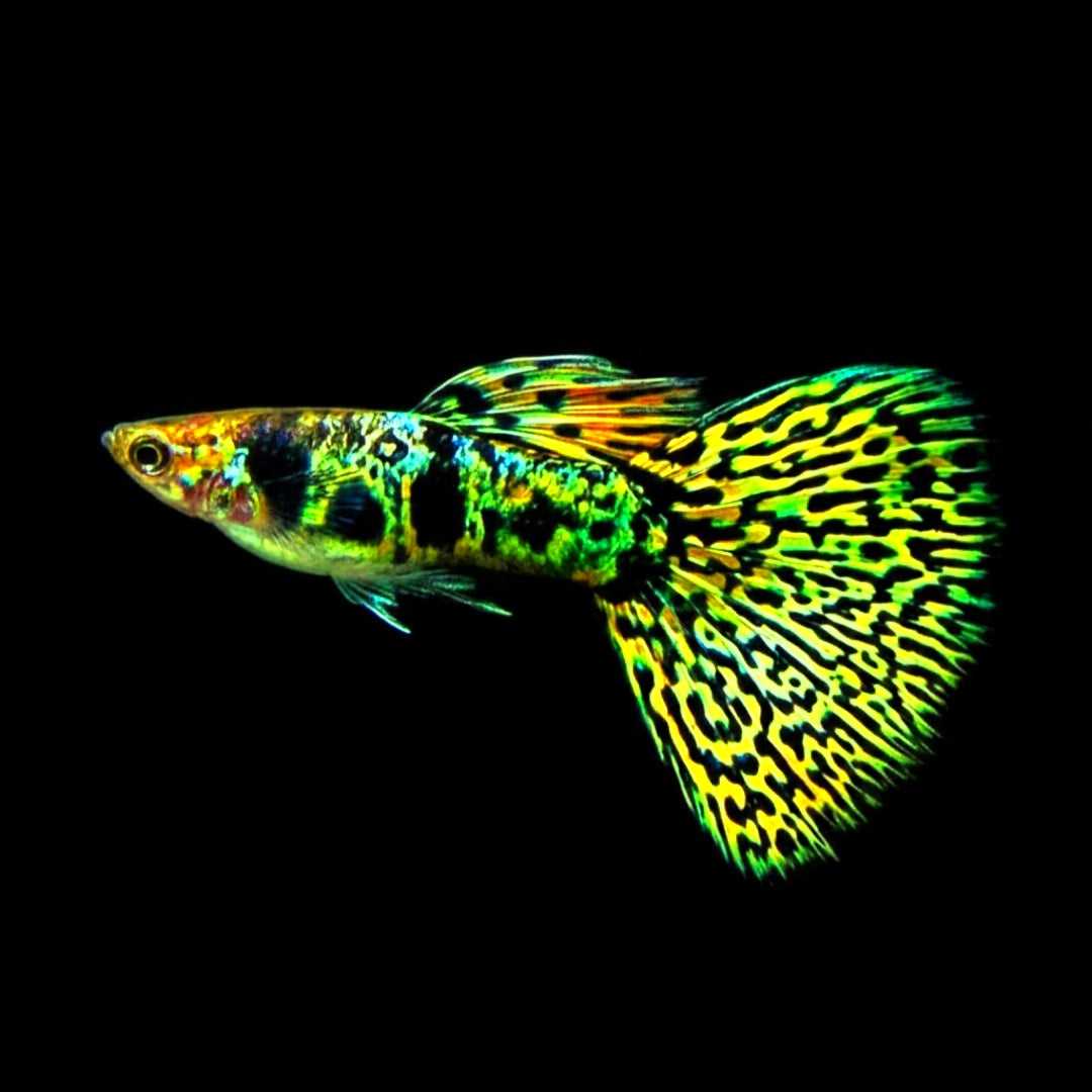 Hochzucht Guppy - Green Tiger King Cobra