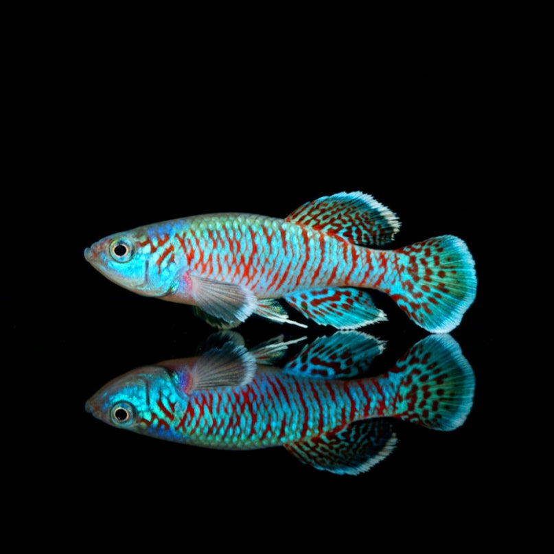 Orchideen-Prachtkärpfling "Blaue Orchidee" – Nothobranchius eggersi BLUE