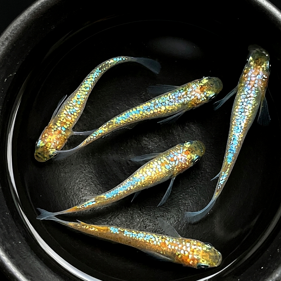 Medaka - Mettal White