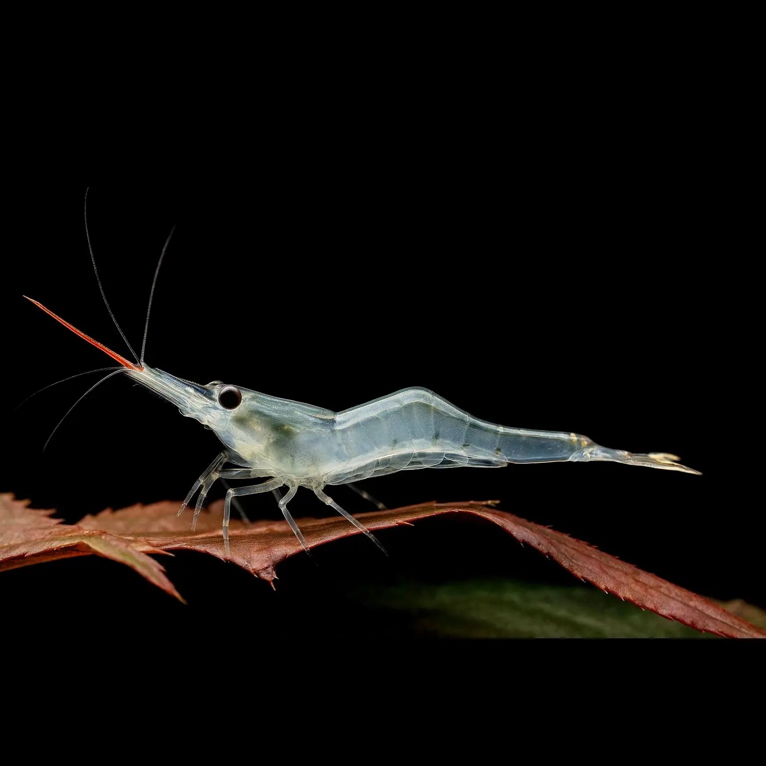 Caridina cf. gracilirostris – Rote Nashorngarnele AquaTimo