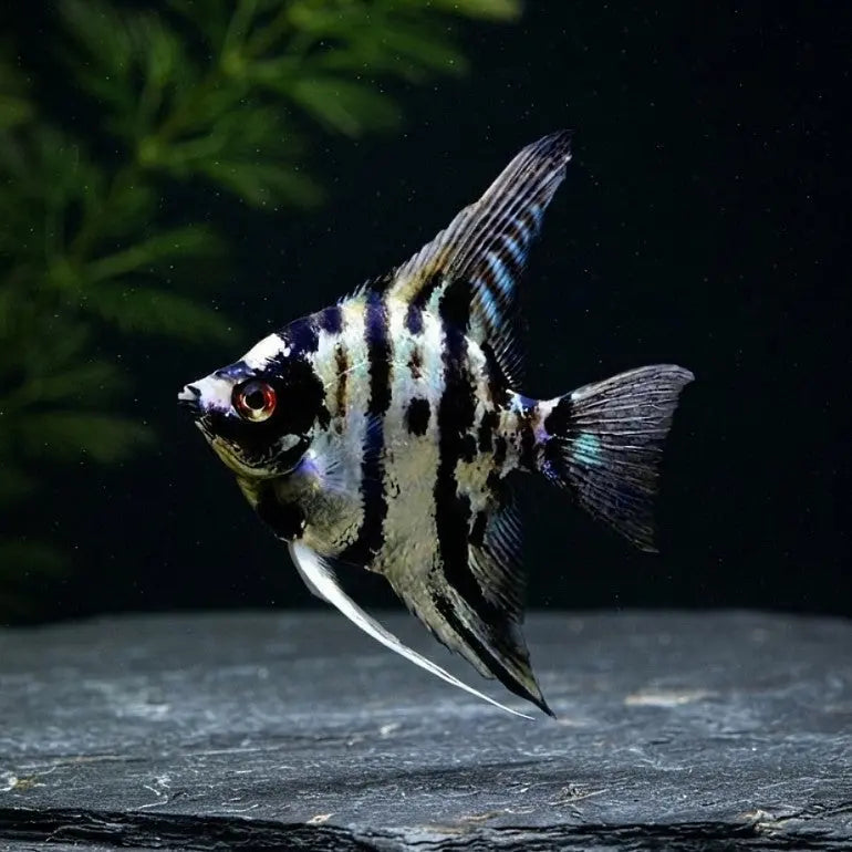 Skalar Marble - Pterophyllum scalare 🌿✨ AquaTimo