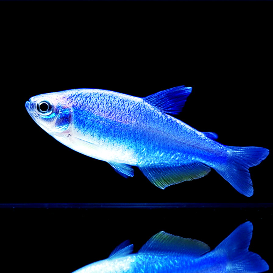 Inpaichthys kerri super blue - Königssalmler