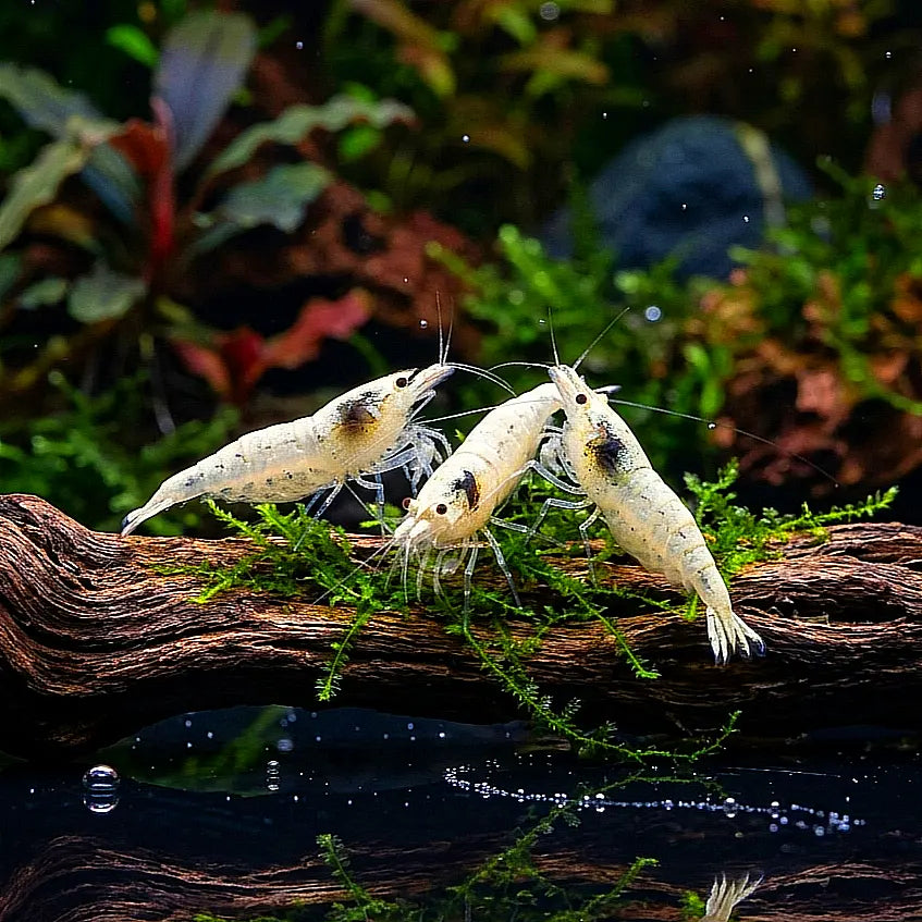 Neocaridina palmata - 🤍❄️ "Snowstorm" AquaTimo