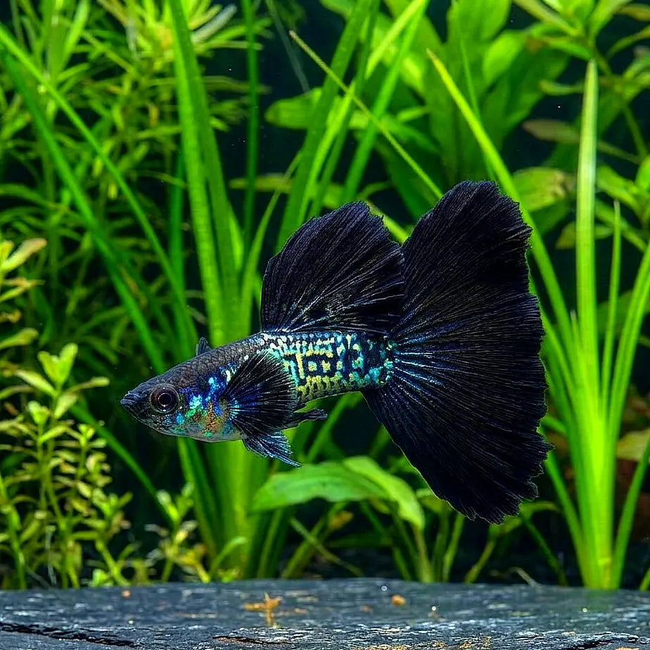 Hochzucht Guppy - 🖤 Black Cobra AquaTimo