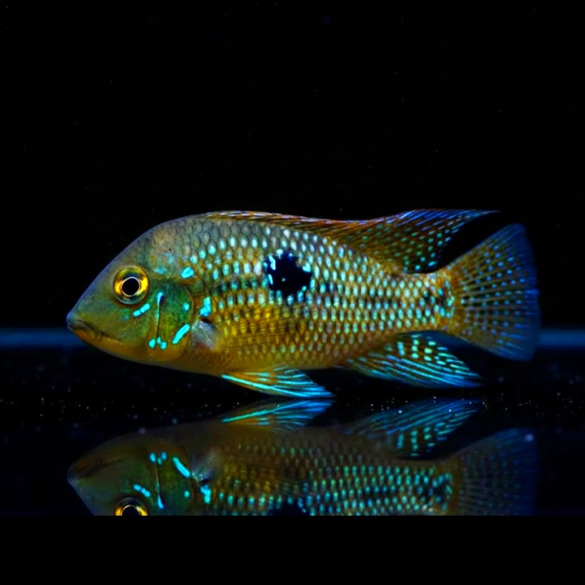 Brasil-Perlmuttbuntbarsch – Geophagus brasiliensis