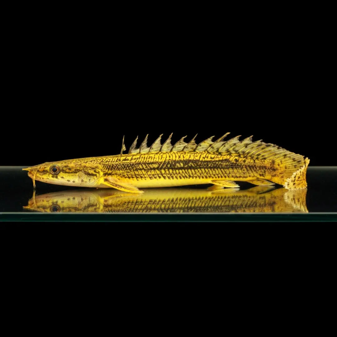 Lapradei-Flösselhecht – Polypterus lapradei (Nigeria) AquaTimo