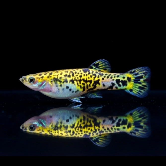 Gefleckter Kaudi – Phalloceros caudimaculatus