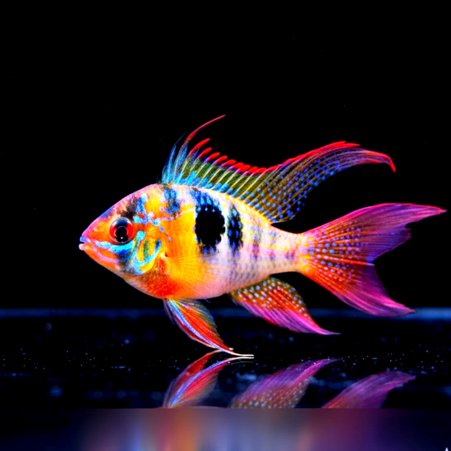 Schmetterlingsbuntbarsch - LongFin (Microgeophagus ramirezi) aus Liebevoller Zucht !