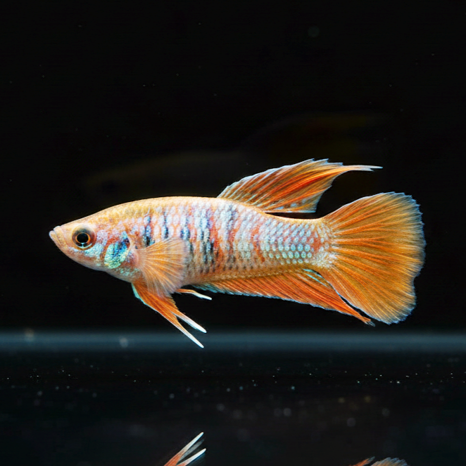 Macropodus opercularis (Paradiesfisch)